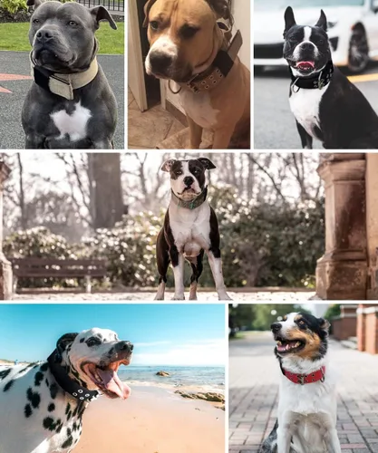 Miniatura 5 de Collar de perro grande resistente – 2 pulgadas de ancho con asa para perros de razas extra grandes, collar táctico de nailon a prueba de mordidas