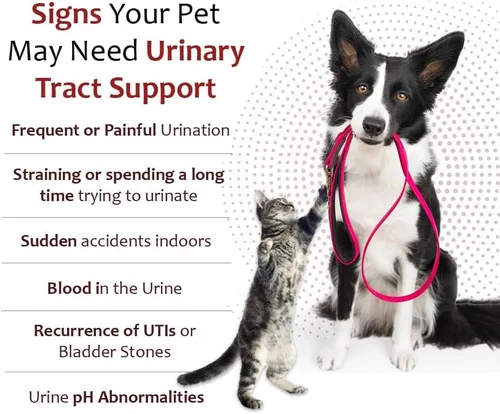 Miniatura 3 de K-Plus - Gel renal de gluconato de potasio más arándano y EPA para perros y gatos, suplemento renal aprobado por veterinarios, apoya el equilibrio