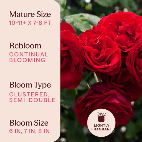 Miniatura 6 de Rosas trepadoras de reliquia, planta de raíz propia viva para jardín al aire libre, Dublin Bay®, ligeramente fragantes, zonas de rusticidad 5-10