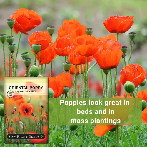 Miniatura 5 de Sow Right Seeds - Semillas de amapola oriental para plantar - Paquete de semillas de reliquia sin OMG con instrucciones para cultivar un hermoso
