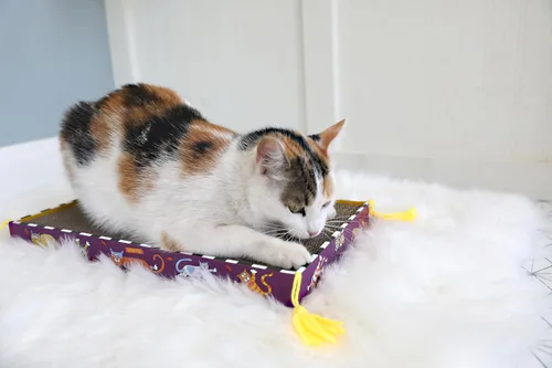 Miniatura 4 de FAT CAT La caja de juguetes para gatos Big Mama's Scratch incluye hierba gatera 100% orgánica cultivada en los Estados Unidos