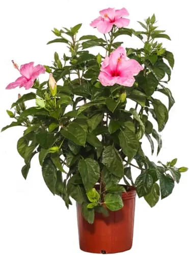American Plant Exchange Planta de hibisco 'rosa', maceta de 10 pulgadas, arbusto con flores tropicales vivas, planta floreciente para exteriores o