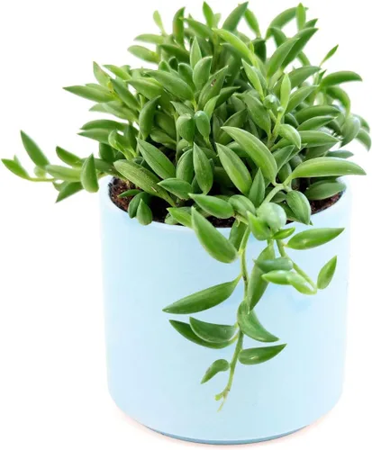 Miniatura 3 de Senecio - Cadena de plátanos suculenta a la venta (4 pulgadas + maceta moderna blanca) - Guía de cuidado