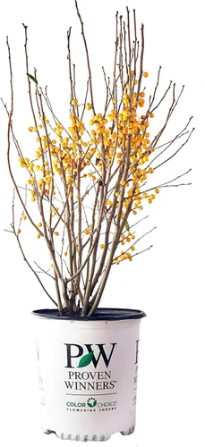 Miniatura 5 de Ganadores Comprobados - Ilex verticillata Berry Heavy Gold (Baya de Invierno) Arbusto, bayas doradas, #2 - Recipiente