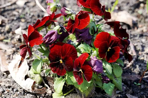 Miniatura 6 de Semillas de Viola Arkwright Ruby Viola Cornuta Pansies Red 40+ Semillas para plantar Planta de Floración Larga