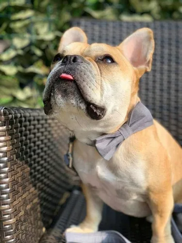 Miniatura 5 de Lionet Paws Collar de perro con corbatín, duradero, ajustable y cómodo para perros pequeños, cachorros y gatos, cuello de 10 a 16 pulgadas