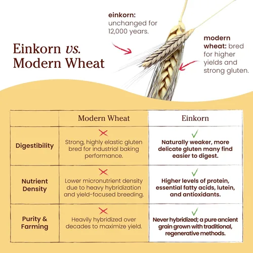 Miniatura 5 de Jovial Einkorn - Harina para hornear 100% orgánica Einkorn harina de trigo entero 100% grano entero Alto contenido en proteínas Sin OMG
