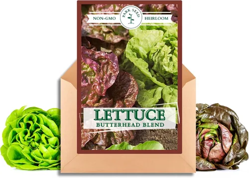 Miniatura 4 de Park Seed Batavian Full Heart Endive & Chicory Lechuga Mezcla de Semillas - Variedad nutritiva de Escarole con corazones blanqueados cremosos, ideal