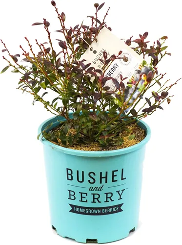 Miniatura 5 de Bushel and Berry - Vaccinium cor. Glaseado de arándano, glaseado mora
