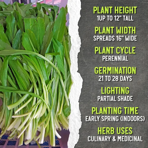 Miniatura 7 de Seed Needs Semillas de culantro para plantar cilantro mexicano, reliquia sin OMG y hierbas culinarias/medicinales no tratadas para cultivar un
