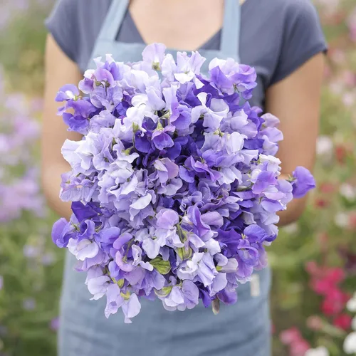 Miniatura 2 de Eden Brothers Semillas de guisantes dulces - Blue Mix