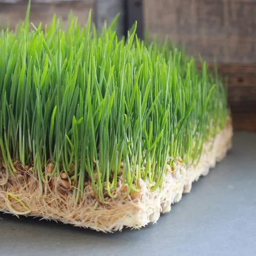 Miniatura 5 de Handy Pantry Pro Micro Jute Microgreens - Alfombrillas de cultivo de 10 x 20 pulgadas para bandejas de cultivo 1020 – Paquete de 10 almohadillas
