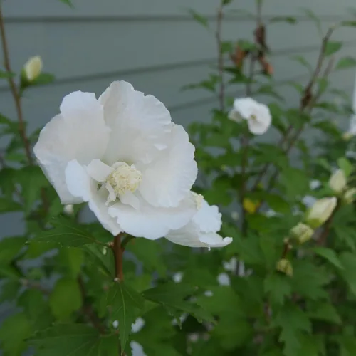 Miniatura 3 de s 2 Gal. Pilar Blanco Rosa de Sharon (Hibisco) Arbusto