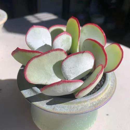 Miniatura 5 de Plantas Suculentas Vivas Echeveria 'White Eyebrow' 2 pulgadas Paquete de 3, Suculentas Verdes Raras Raíz Desnuda Sin Tierra de Maceta, Plantas Vivas