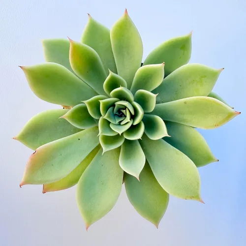 Miniatura 21 de Plantas suculentas vivas, variedades variadas en dos tamaños de maceta, plantas de fácil cuidado para interiores y exteriores, GNEM