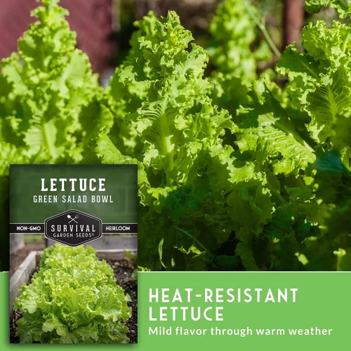 Miniatura 4 de Semillas de lechuga verde para plantar, semillas de lechuga de hojas verdes resistentes al calor para cultivo de jardín, variedad tradicional