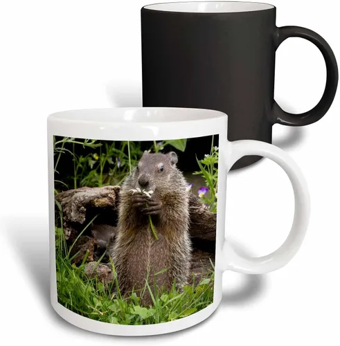 Miniatura 14 de 3dRose Estados Unidos, Minnesota, arenisca. Marmota alimentándose de una flor. Taza negra de dos tonos de 11 oz Negro