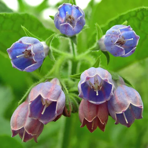 Miniatura 6 de Consuelda (Symphytum officinale) - Cultiva ahora o almacena para futuras plantaciones - Cápsula de 10 semillas