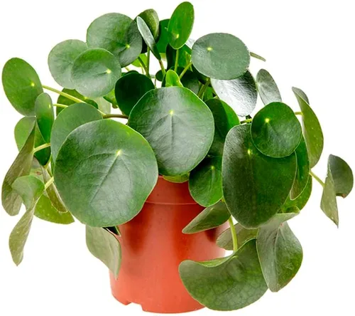 Miniatura 32 de Árbol del dinero 'Castaño de Guinea' Pachira Braid Planta viva para interior Diferentes plantas de interior en maceta de 4'' y 6'' Planta