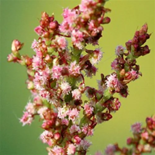 Miniatura 2 de Semillas de acedera veteada roja (Rumex acetosa) Más de 40 semillas de hierbas raras de reliquia en cápsulas de semillas congeladas