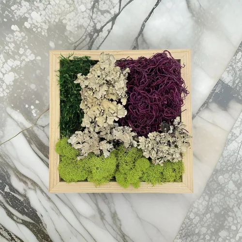 Miniatura 2 de Quality Growers - Paquete variado de la colección Moss - Musgo decorativo natural - Manualidades, decoración del hogar, proyectos de arte, diseño