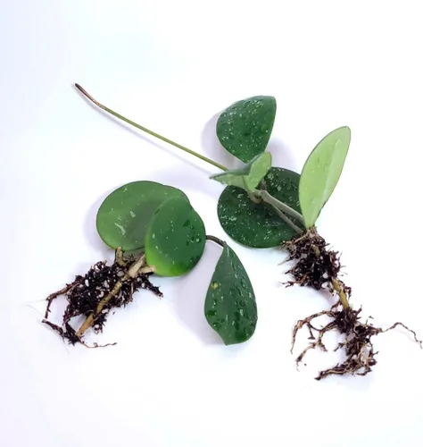 Miniatura 3 de Hoya Obovata Splash en maceta de 4" - Hojas redondas gruesas - Planta de interior Easycare
