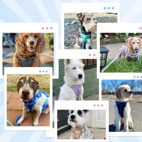 Miniatura 7 de Wisedog Arnés Ligero Sin Tirones para Perro: Arnés de Chaleco de Malla Transpirable Ajustable para Mascotas con Cojín Suave y Cómodo, para Perros