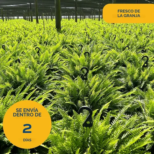 Miniatura 5 de Costa Farms Helechos (paquete de 2), plantas de helecho Boston vivas de primera calidad en macetas colgantes, plantas de interior en macetas
