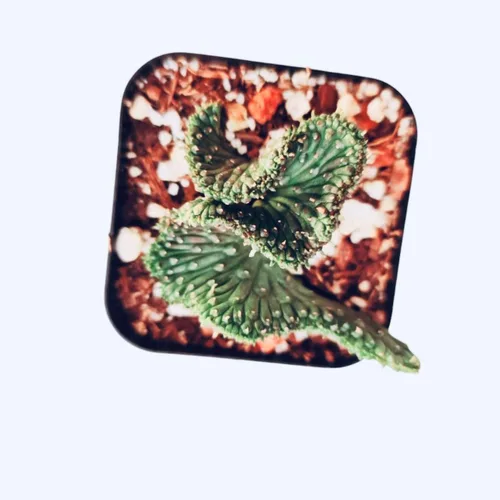 Miniatura 13 de Plantas de Cactus y Suculentas Vivas (Maceta de 5 cm Oscularia deltoides 'Planta de Hielo Rosa')