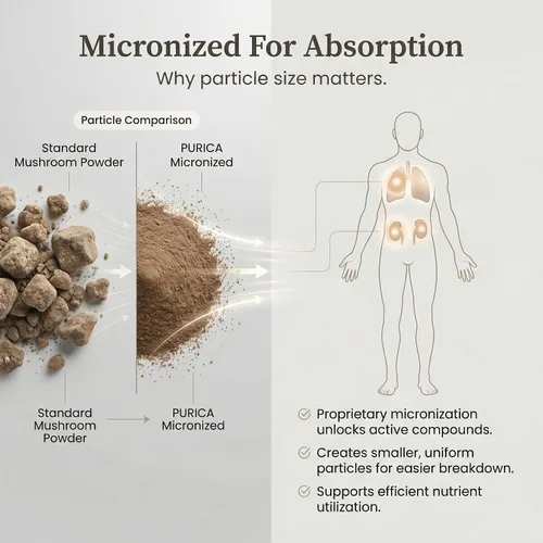 Miniatura 5 de PURICA Cordyceps - Suplementos de hongos, 120 cápsulas veganas, suministro de 30 días, apoya la energía, vitalidad, bienestar respiratorio, cuidado
