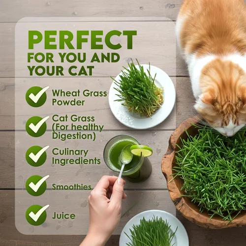 Miniatura 6 de Nature Jims Sprouts Semillas de pasto de trigo – Semillas orgánicas sin GMO para plantar, kit de plantador de hierba gatera y germinación – Bolsa