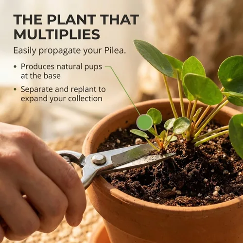 Miniatura 4 de ragnaroc Planta de dinero chino vivo – Árbol del dinero chino – Pilea Peperomioides – Planta de arranque de enchufe de 2 pulgadas – Planta