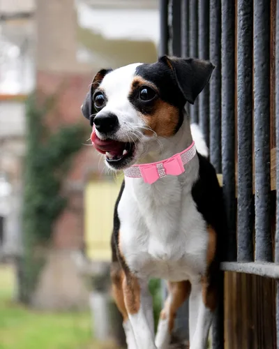 Miniatura 3 de Collar brillante para perros pequeños, medianos y grandes, collares de perro con corona de diamantes de imitación para perras y perros machos, Rosa3
