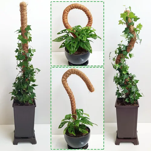 Miniatura 7 de Poste de musgo de 48 pulgadas, poste de musgo flexible para plantas Monstera, postes de musgo altos para plantas trepadoras de interiores, soporte