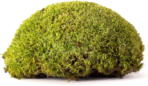 Miniatura 2 de SuperMoss Topa Moss - Decoración ecológica preservada para el hogar y la pared para terrarios, mesas de boda, macetas de interior y más, 1564