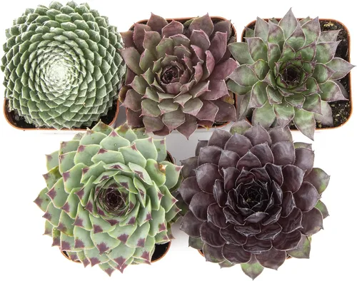 Miniatura 3 de Sempervivum - Plantas suculentas decorativas (5 unidades), plantas vivas de interior, plantas de interior vivas, regalos de jardinería para amantes