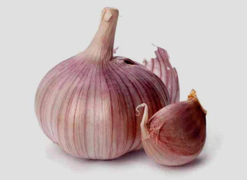 Miniatura 2 de Bombilla de ajo (paquete de 6), bombilla de ajo de cuello duro siberiano fresco para plantar y cultivar tu propio ajo o comer