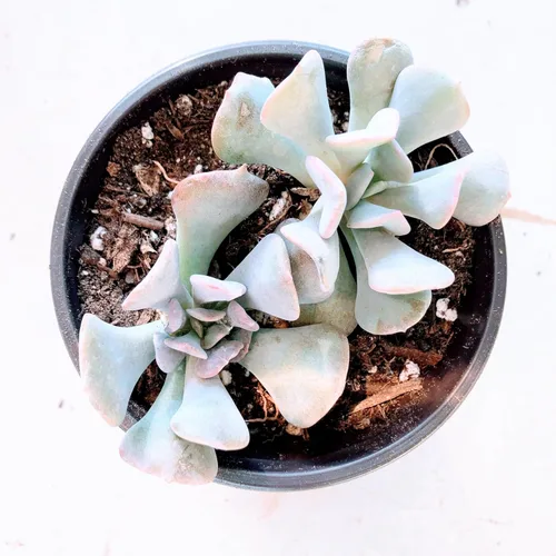 Miniatura 28 de Blissful Echeveria Alpen Glow 4" Pot Live Succulent Pink Purple Rosette Plant Easy 2 Grow, Perfect for Wedding, Party Favor and Succulent