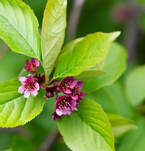 Miniatura 6 de América del Norte Semillas de cerezo negro, semillas de árbol Prunus serotina, cereza negra produce flores fragantes (150 semillas)