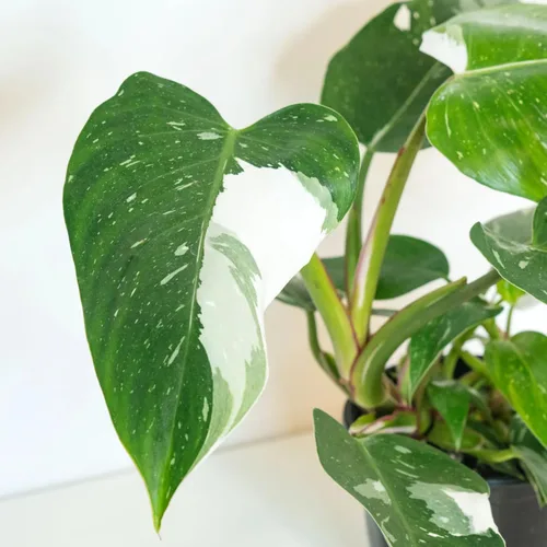 Miniatura 6 de Philodendron Plant Prince of Orange - Planta viva de 3 pulgadas, adornos para plantas de interior, plantas perennes, cultivo de jardín, puede crecer