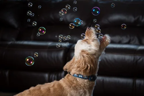 Miniatura 4 de Puppy Love Bubbles, burbujas perfumadas de mantequilla de maní de 4 onzas, paquete de 2 botellas con sabor a mantequilla de maní para perros