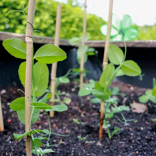 Miniatura 6 de 50 estacas para plantas, estacas de bambú natural, estacas de jardín para plantas de interior y exterior, palos POLIUMB para tomates, frijoles