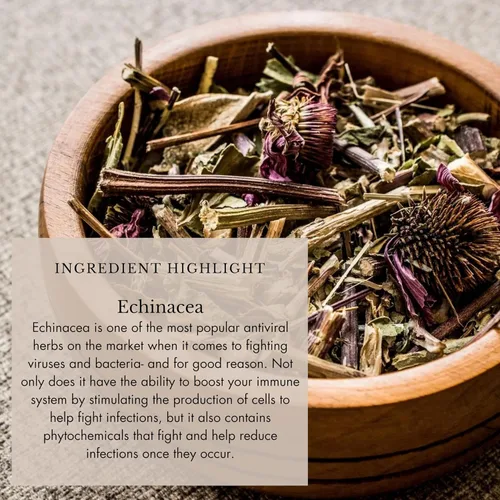 Miniatura 6 de Anima Mundi Apothecary Tónico para el resfriado y la gripe - Gotas de apoyo inmunológico con equinácea, ajo, raíz de cúrcuma y jengibre fresco