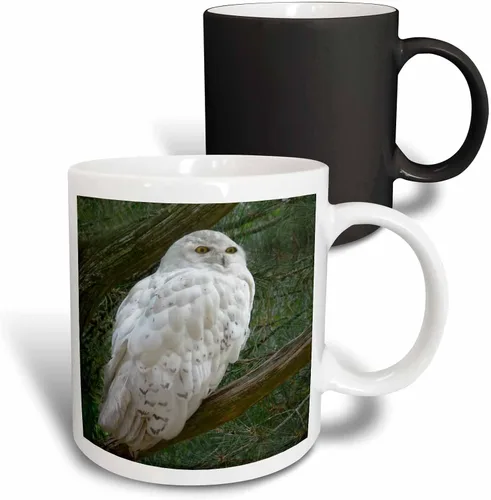 Miniatura 14 de 3dRose mug_154800_4 - Taza con diseño de búho blanco nieve posado en una rama contra un fondo verde, 11 onzas, color negro