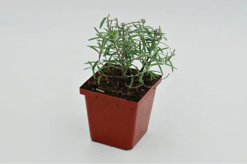 Miniatura 29 de Guardería Greenwood: Plantas Perennes Vivas - Rosa de Bath + Dianthus Gratianopolitanus - [Cantidad: 1x Maceta de Pinta]