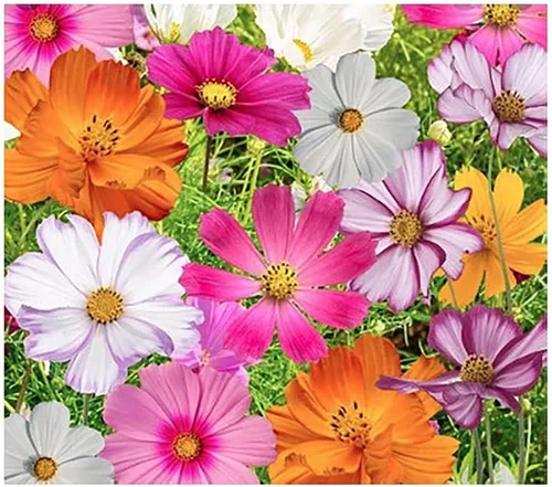 Cosmos Seeds en una mezcla de 11 variedades, largo período de floración en todas las zonas, fáciles de cultivar