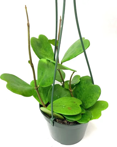 Miniatura 5 de Hoya Kerrii con hojas en forma de corazón, planta viva Hoya, gran regalo para madres y seres queridos, planta viva Hoya