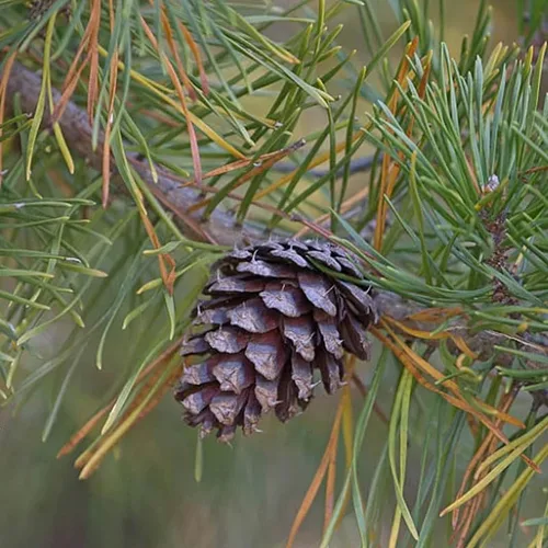 Miniatura 5 de Pinus taeda (Loblolly Pine, Frankincense Pine) Semillas de árbol, crecimiento rápido, follaje denso, semillas de MySeeds.Co, elige