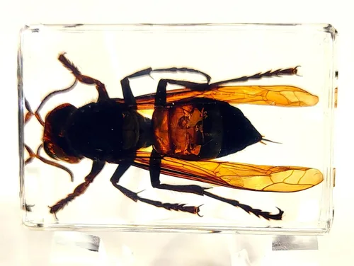 Miniatura 2 de 44mm Escorpión real asiático gigante en resina de lucite transparente cristal, especímenes de artesanía, insectos de animales varios, colección
