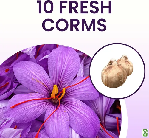 Miniatura 3 de Cormos de Azafrán Crocus para Plantar – 10 Cormos Grandes – Flores Púrpuras – Bulbos Perennes para Plantación al Aire Libre que Producen la Especia